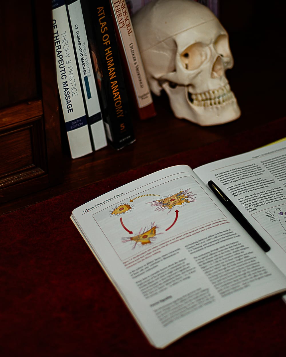 An anatomy textbook open to diagrams of fascial cells, a pen resting in the gutter, with an anatomical skull and massage therapy reference books on the desk behind it.